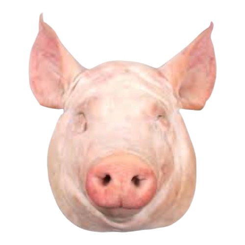Cabeza de cerdo congelado